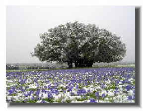 Bluebonnets in Snow